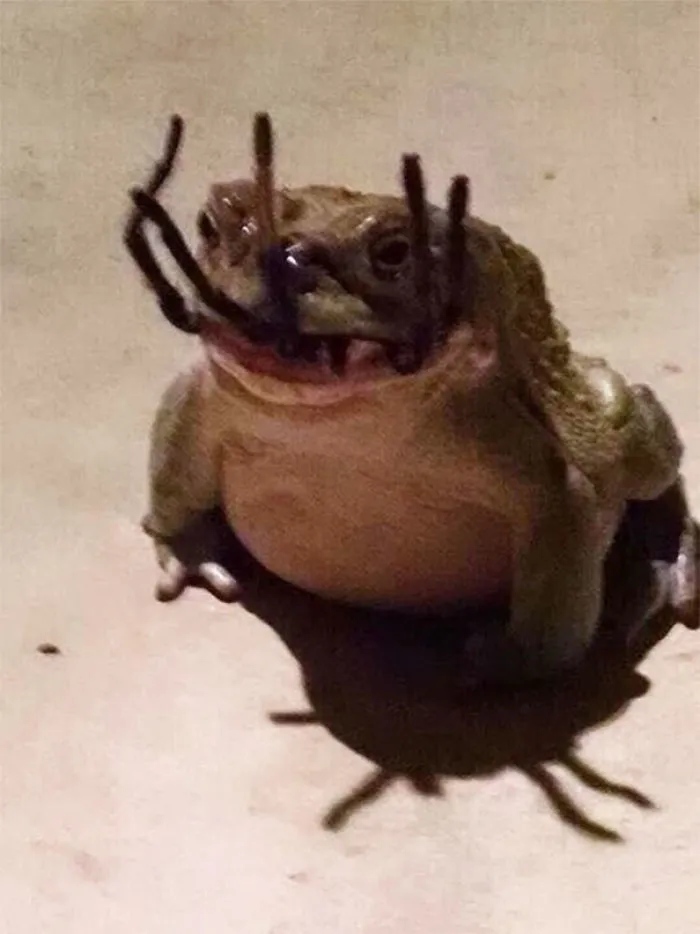 Rana merendando una araña