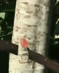 Bleeding Tree
