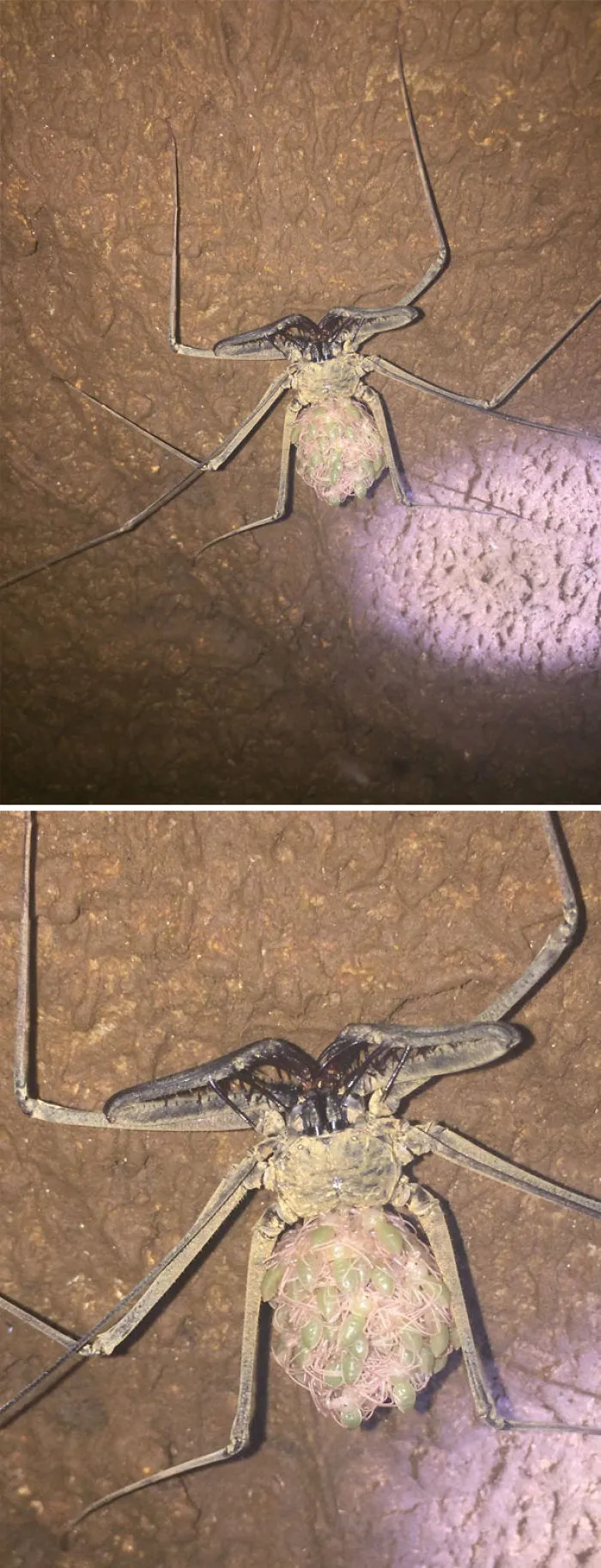 Ambipigio cargando con sus crías sobre la espalda
