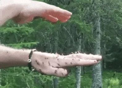 Hormigas que escupen ácido