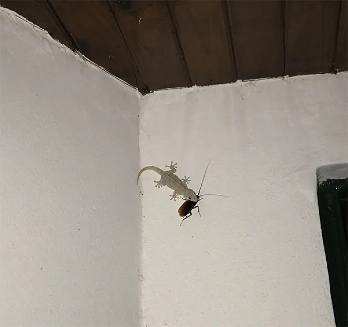 Lagarto comiéndose una cucaracha viva