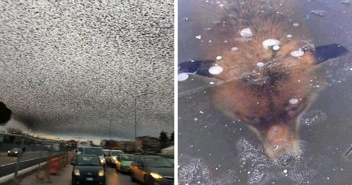 50 Times Nature Made Us Say NOPE" (WARNING: This List Might Be Too Scary For You)"