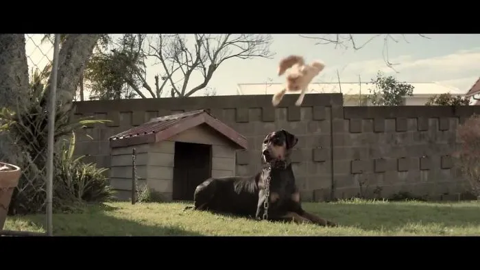 7 Cat Commercials I Can’t Get Enough Of
