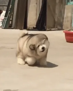 Adorable fluffy puppy waddling on a sunny pavement.