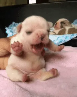 A tiny, adorable puppy yawning on a soft blanket with another puppy resting in the background.