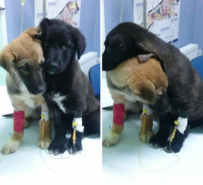 Two adorable puppies with IV drips, comforting each other at a veterinary clinic.