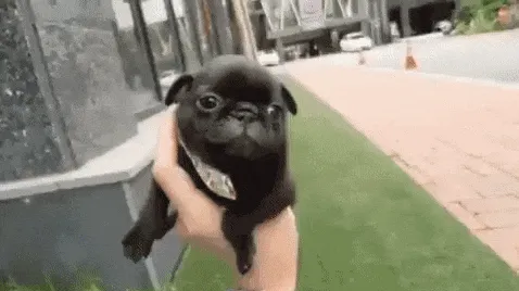 A cute puppy being held outside near a pathway.