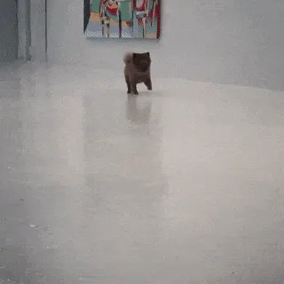 A cute, fluffy puppy running across a smooth floor in an art gallery setting.