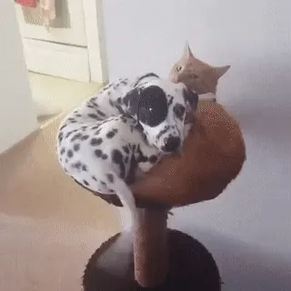 Dalmatian puppy cuddling with an orange cat on a perch.