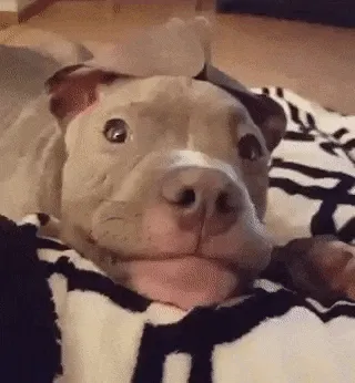 Whatchu Say?