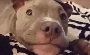 378 Of The Cutest Puppies Ever
