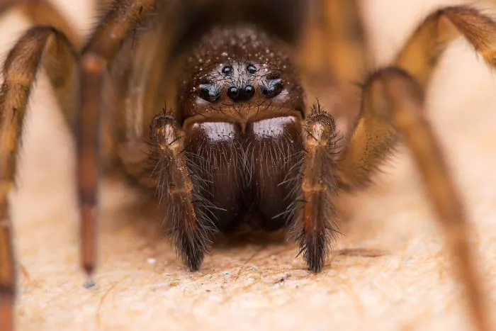 These Portraits Of Insects Will Make You Look At Them In A Whole New Light