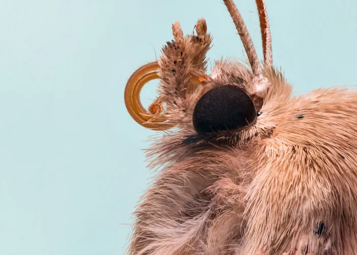 These Portraits Of Insects Will Make You Look At Them In A Whole New Light