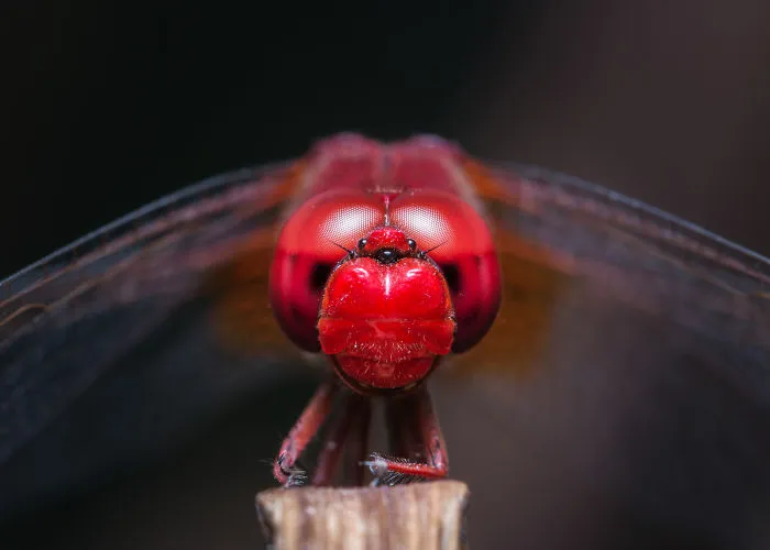 These Portraits Of Insects Will Make You Look At Them In A Whole New Light