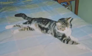 Elderly Cat Finds Its Way Home After 13 Years, And The Reunion Leaves Everybody In Tears