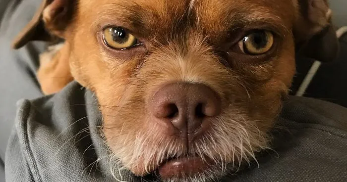 This Dog Has Thousands Of Expressions, And It Cracks Us Up