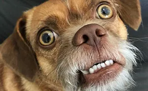 This Dog Has Thousands Of Expressions, And It Cracks Us Up