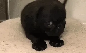 378 Of The Cutest Puppies Ever