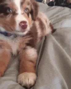 Cute puppy with brown and white fur playfully rolling on a blanket.