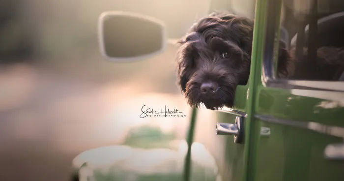 I Took These Dogs On A Test Drive And The Look On Their Faces Says It All