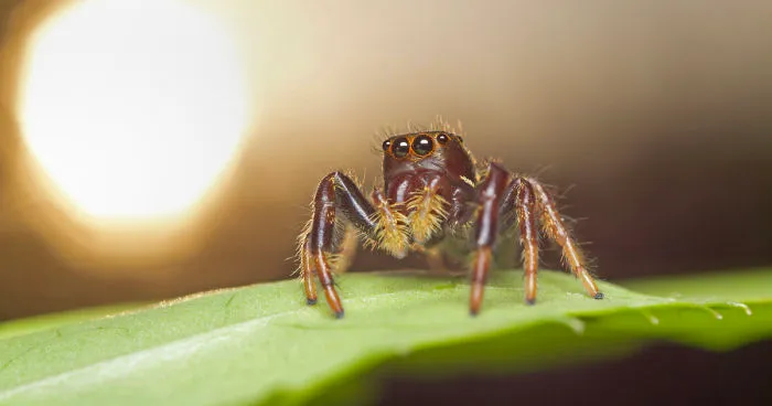 I Wake Up At The Crack Of Dawn To Photograph Insects And Spiders Waking Up With The Sunrise