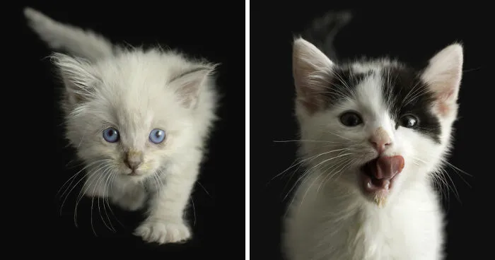 I Spent Months Photographing White And Siamese Kittens Available For Adoption