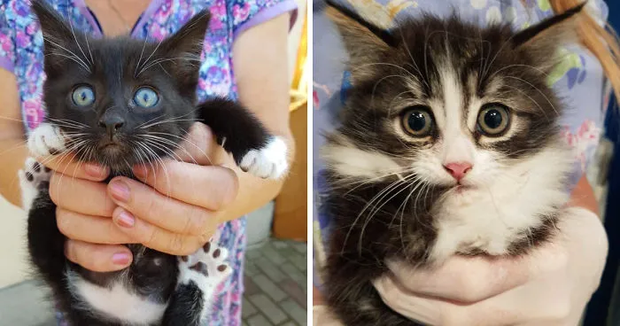 Stray Cats Need Medical Care