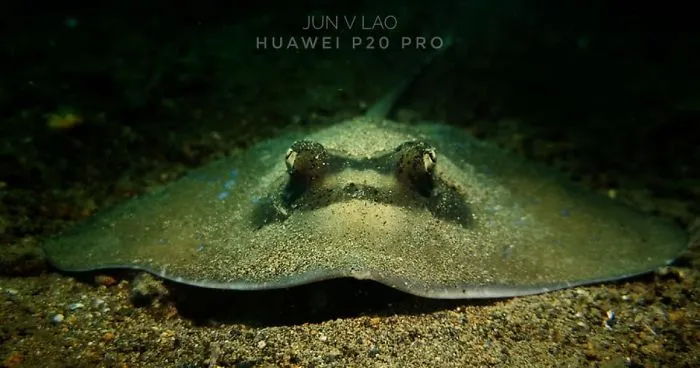 Huawei P20 Pro Goes Diving And Takes Underwater Photos Of The Tiny Ocean Wildlife