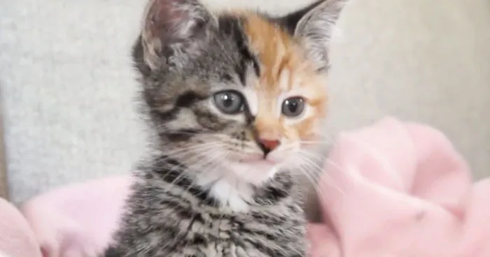 Meet Little Maci - The New Two-Faced Kitten!