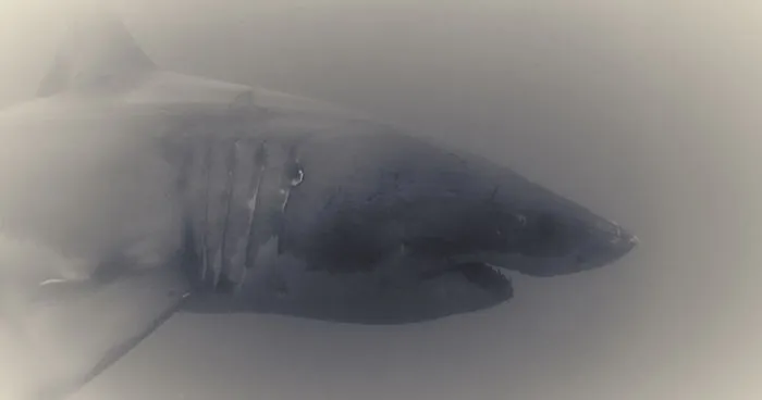 Great White Shark