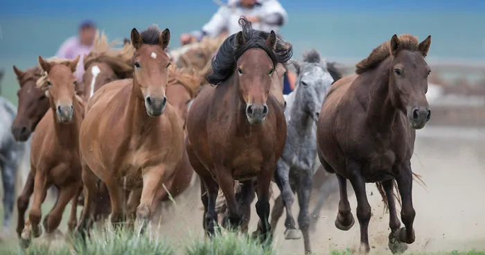 I Captured Horse Photos Showing Mongolia's Unchanged Nomadic Culture