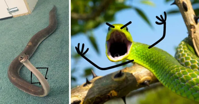 Drawing Doodle Hands On Snakes Is The Funniest Thing Ever (Add Your Pics!)