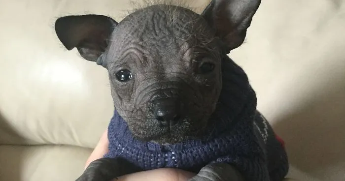 Hello Everyone! My Name Is Dumbo