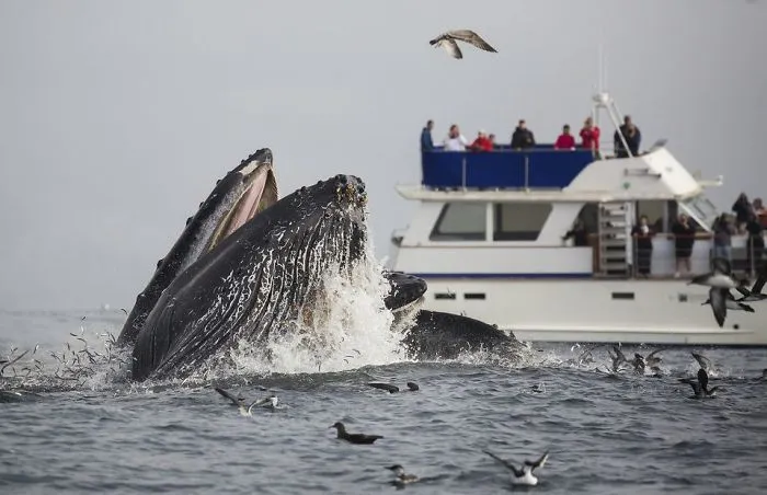 Where Can You See The Best Whale Watching When In California?