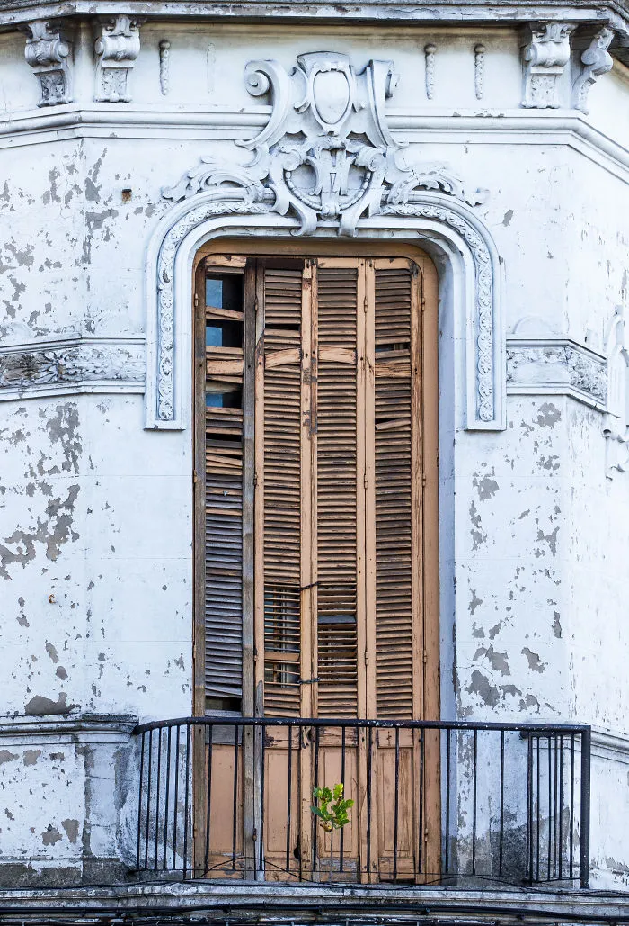 Flowery Windows