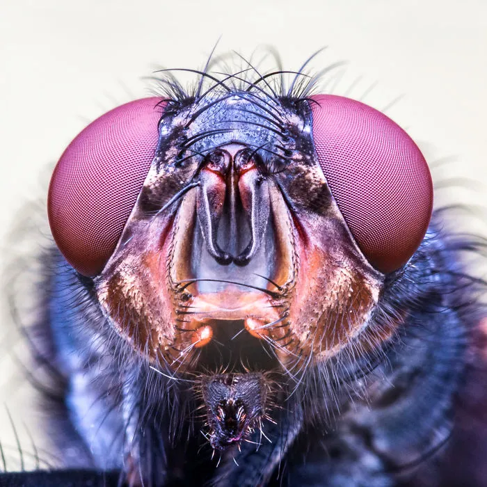 These Portraits Of Insects Will Make You Look At Them In A Whole New Light