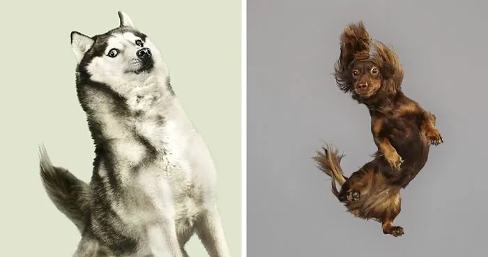 Fun Portraits Of Flying Dogs By A German Photographer