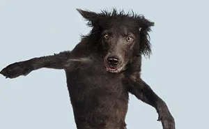 Fun Portraits Of Flying Dogs By A German Photographer