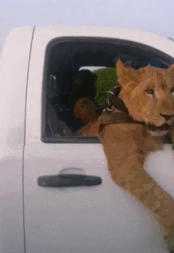 No es el típico copiloto
