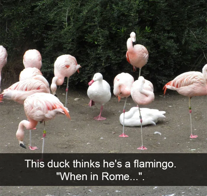 50 Funny Animal Snapchats That Will Leave You With The Biggest Smile