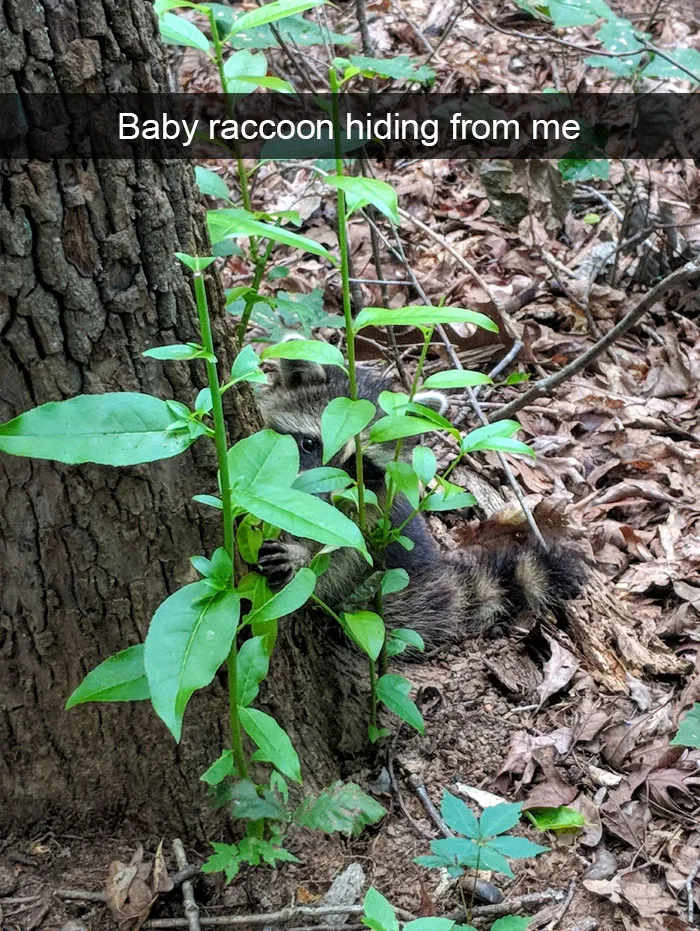 Animal Snaps