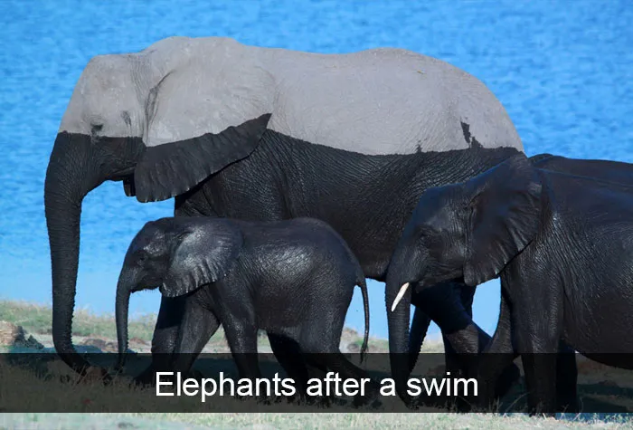 Animal Snaps