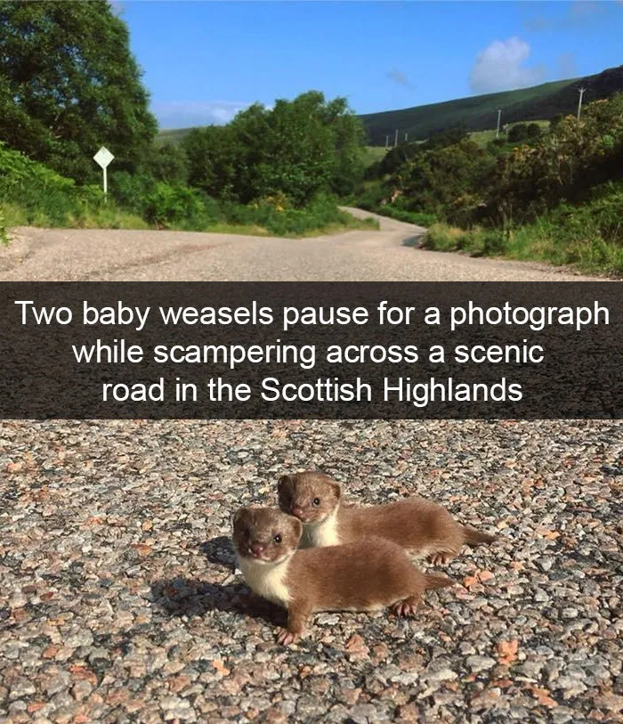 50 Funny Animal Snapchats That Will Leave You With The Biggest Smile