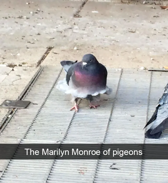 50 Funny Animal Snapchats That Will Leave You With The Biggest Smile