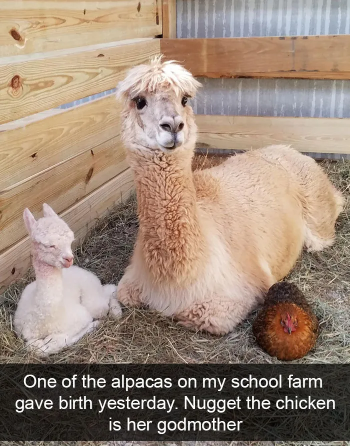 50 Funny Animal Snapchats That Will Leave You With The Biggest Smile