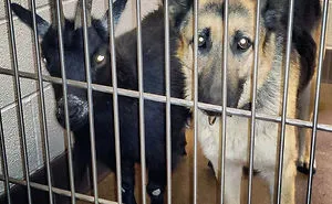 These Funny Animals Found Themselves In The Most Unexpected Situations While At The Shelter