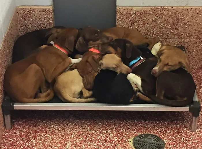Started My Job At The SPCA Yesterday