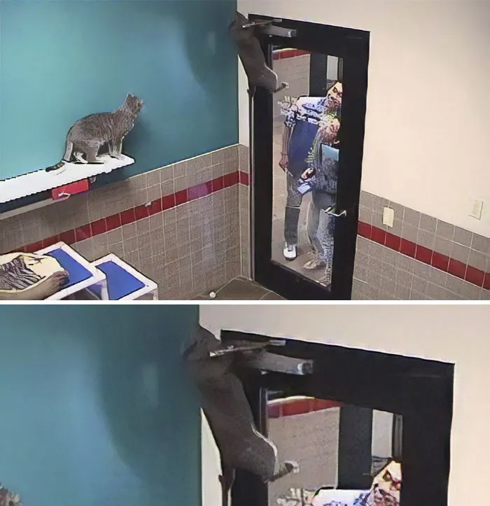 Was Playing Around With A Webcam That Lets You Play With Animals At Various Animal Shelters And Was Reminded That Cats Can Get Everywhere