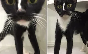 These Funny Animals Found Themselves In The Most Unexpected Situations While At The Shelter