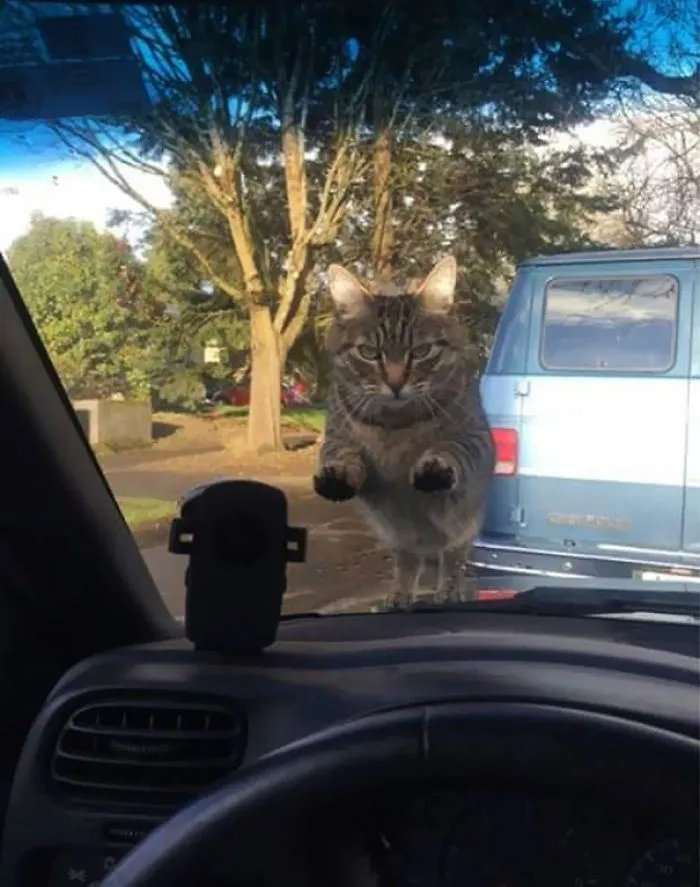 When You're Late For Work And Forget To Feed The King